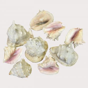 Collection of Large Conch Shells