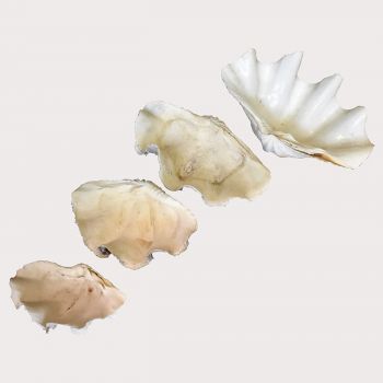 Clam Shell Set 
