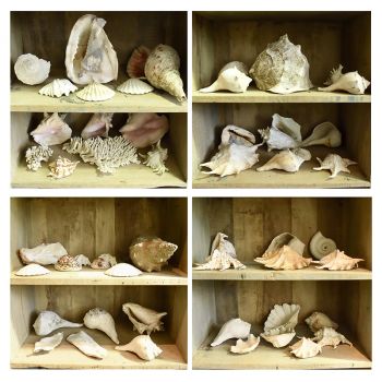 Collection of Shells 