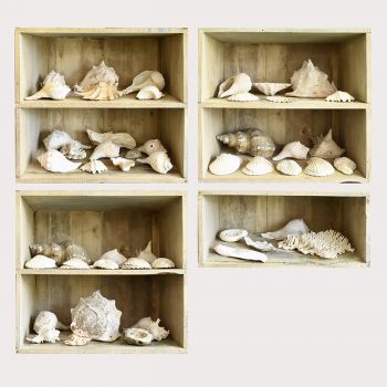 Collection of Shells 